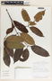 Lacmellea panamensis image
