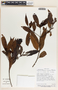 Lacmellea panamensis image