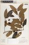 Lacmellea panamensis image