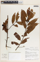 Lacmellea panamensis image