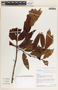 Lacmellea panamensis image