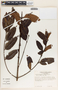 Lacmellea panamensis image