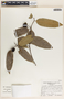 Lacmellea panamensis image