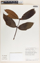 Lacmellea speciosa image