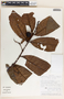 Lacmellea speciosa image