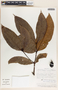 Lacmellea speciosa image