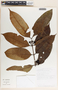 Lacmellea speciosa image