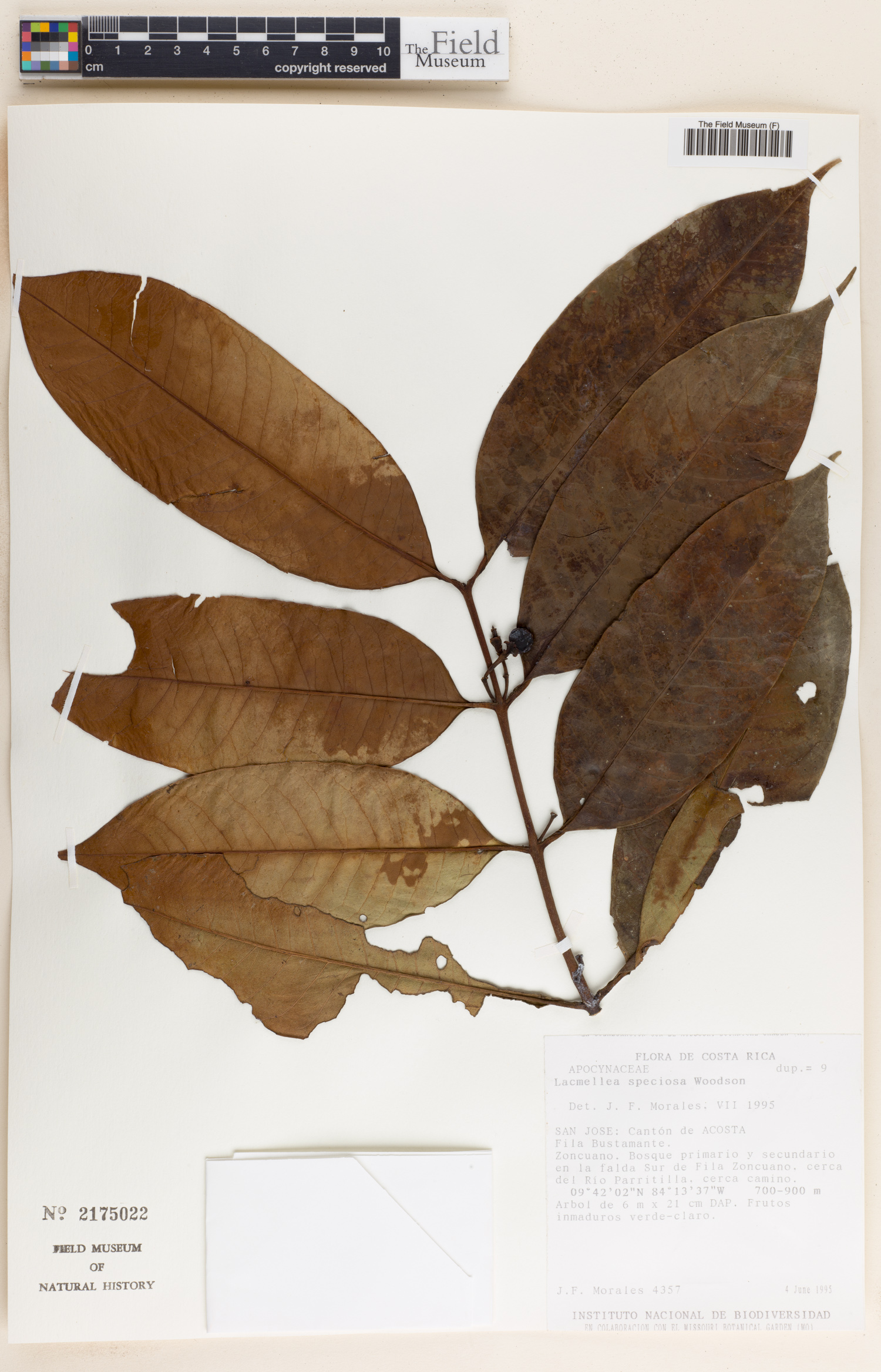 Lacmellea speciosa image