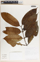 Lacmellea speciosa image