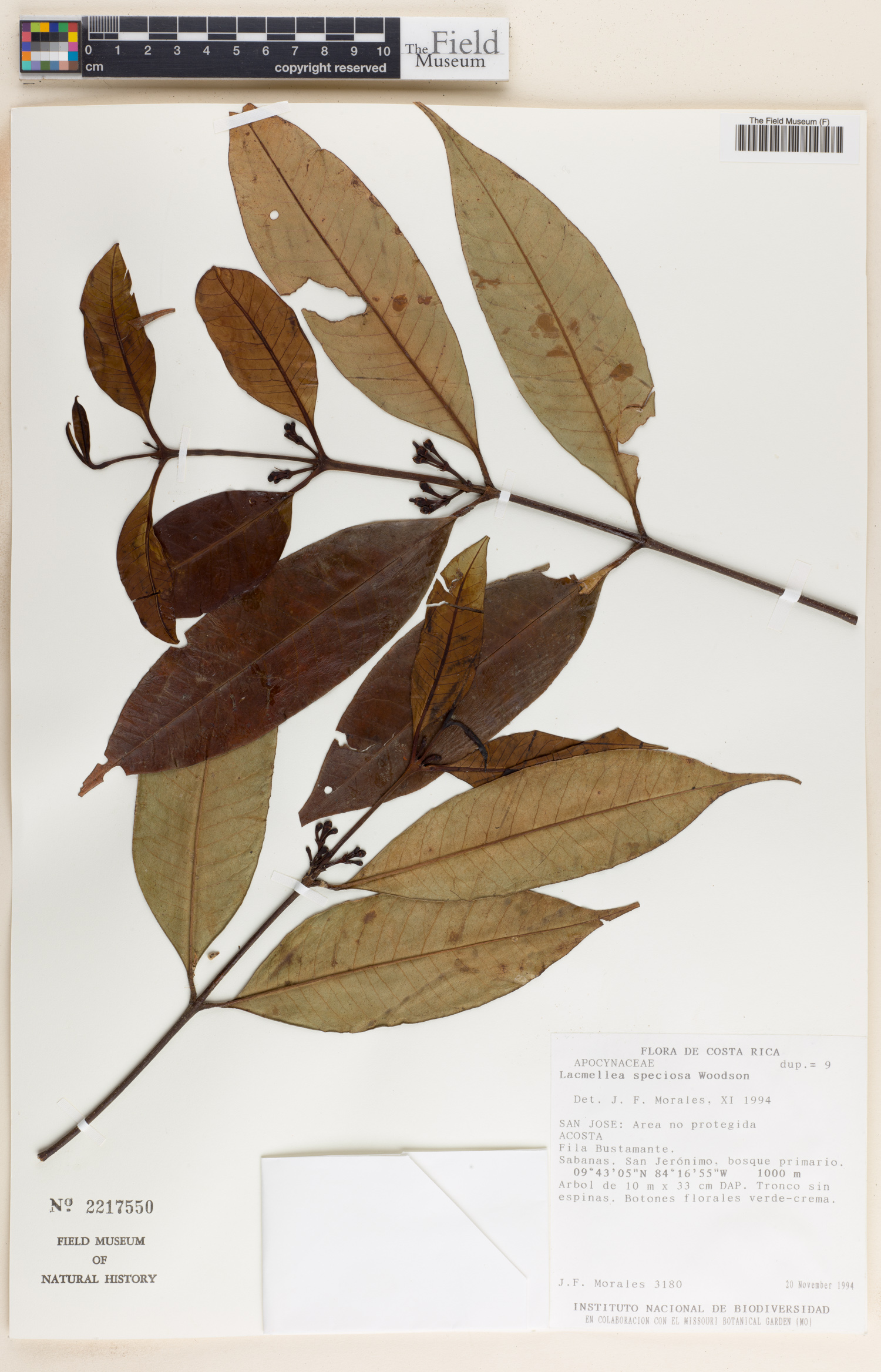 Lacmellea speciosa image