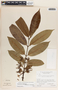 Lacmellea standleyi image