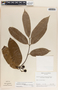 Lacmellea standleyi image