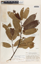 Lacmellea standleyi image