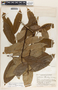 Lacmellea standleyi image