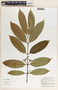 Lacmellea standleyi image