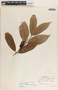 Lacmellea standleyi image