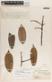 Lacmellea standleyi image