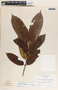 Lacmellea standleyi image