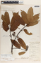 Lacmellea standleyi image