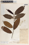 Lacmellea standleyi image