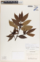 Lacmellea standleyi image