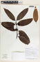 Lacmellea standleyi image