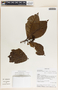 Macoubea mesoamericana image