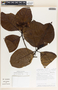 Macoubea mesoamericana image