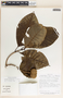 Macoubea mesoamericana image