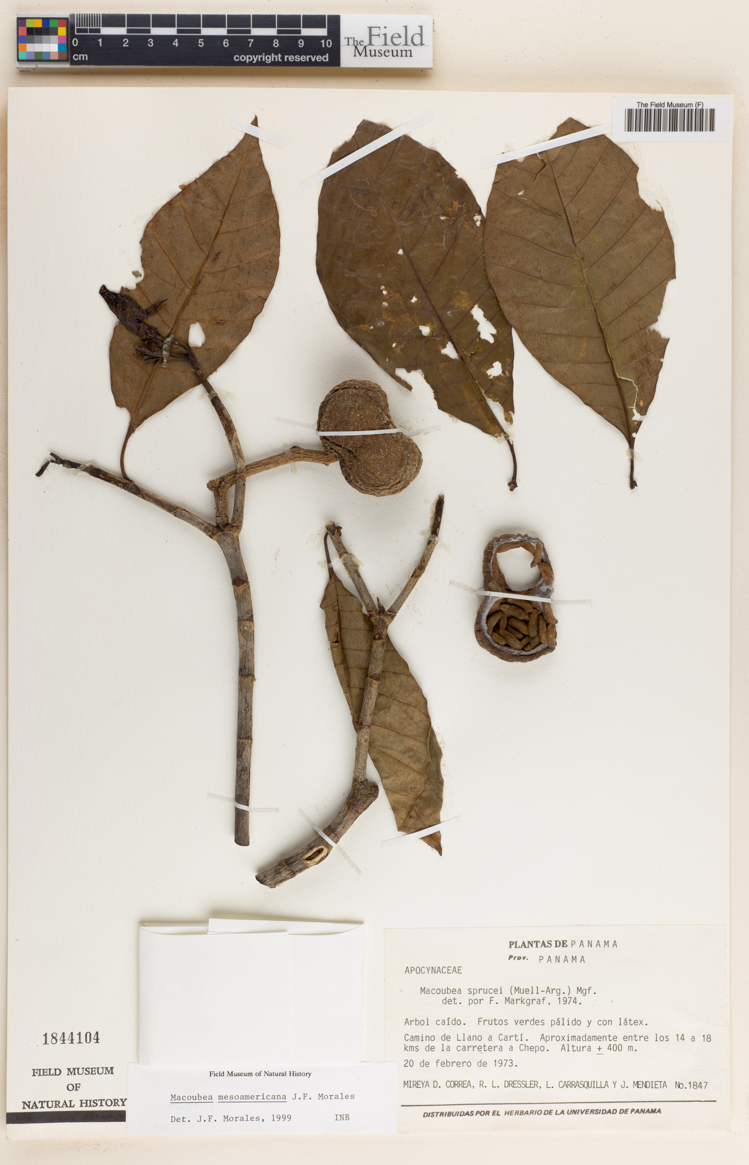 Macoubea mesoamericana image