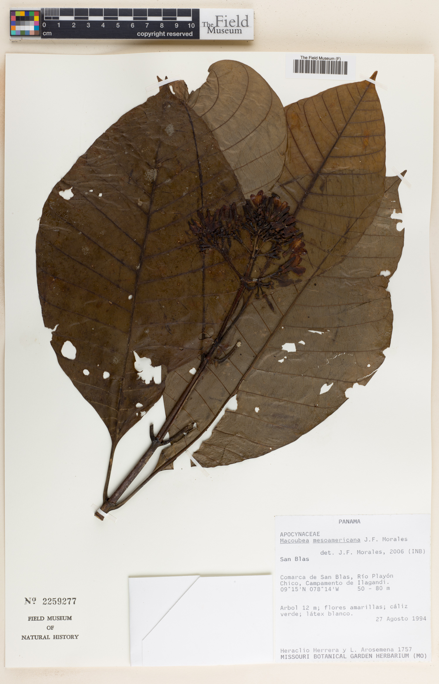 Macoubea mesoamericana image