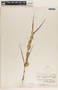 Macrosiphonia macrosiphon image