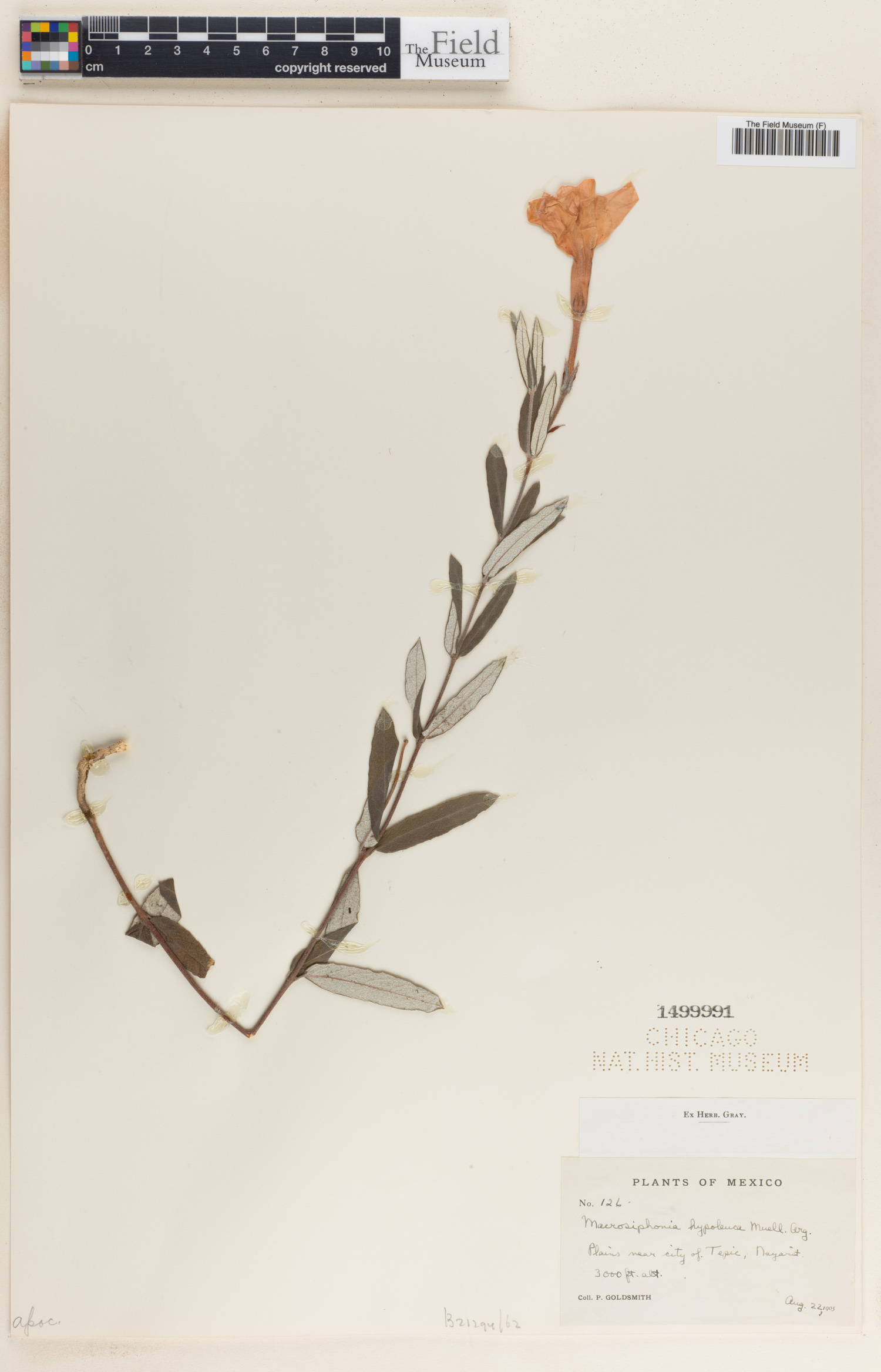 Macrosiphonia hypoleuca image