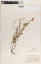 Macrosiphonia macrosiphon image