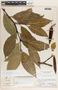 Malouetia guatemalensis image