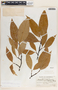 Malouetia guatemalensis image