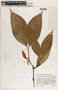 Malouetia guatemalensis image