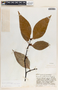 Malouetia guatemalensis image