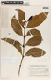 Malouetia guatemalensis image