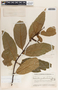 Malouetia guatemalensis image