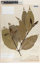 Malouetia guatemalensis image
