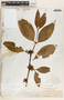 Malouetia guatemalensis image