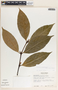 Malouetia guatemalensis image