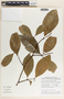 Malouetia guatemalensis image