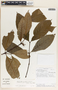 Malouetia guatemalensis image