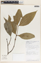Malouetia guatemalensis image
