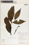 Malouetia guatemalensis image
