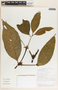 Malouetia guatemalensis image