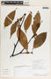 Malouetia guatemalensis image