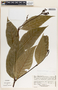 Malouetia guatemalensis image